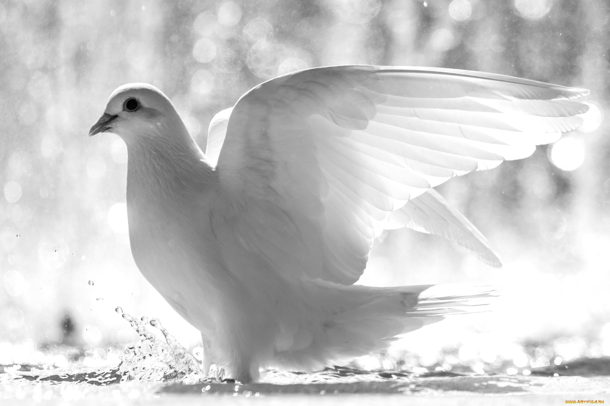 Картинка бела. Горлица белая птица. Белая Горлица фото птица. Белый голубь. Голубь с расправленными крыльями.